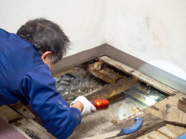 Best Commercial Mold Removal  in Potosi, TX