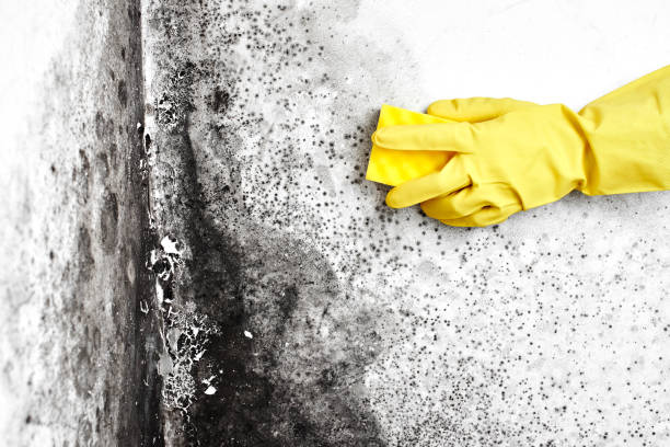 Best Affordable Mold Removal  in Potosi, TX