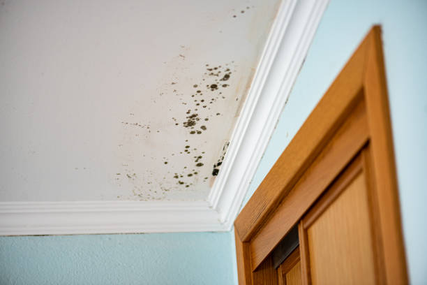 Best Mold Cleaning Services  in Potosi, TX