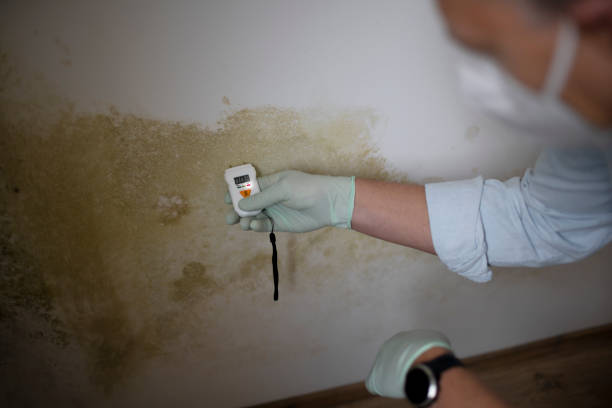 Best Attic Mold Removal  in Potosi, TX