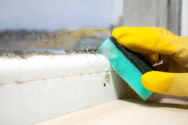 Best Fast Mold Removal  in Potosi, TX