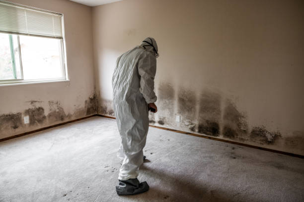 Best Crawl Space Mold Removal  in Potosi, TX