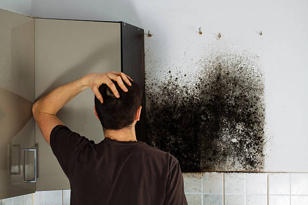 Best Fast Mold Removal  in Potosi, TX